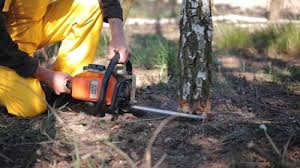 How Our Tree Care Process Works  in  Parker City, IN