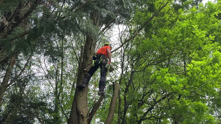 Best Tree Trimming and Pruning  in Parker City, IN